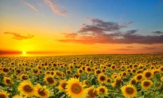 表达亲情温暖幸福的感人句子