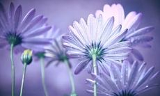 彰显家庭情感的美丽句子汇总：感人动人，温馨浪漫，直抵心灵的亲情语句合集