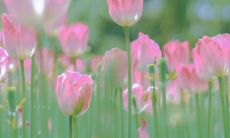 抖音上备受欢迎的生日祝福短句推荐，让你的生日祝福更有创意和亲切感！