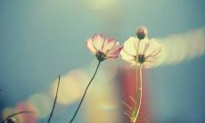 分享温馨友情，美丽语句不断传递