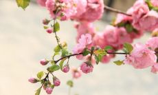 - 五月期间可以发表用于社交媒体（朋友圈）的文案：寓意美好、令人振奋、具有吸引力和影响力的创意短句！