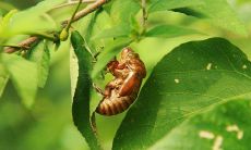 探讨人类语言蜕变的过程与原因：从句子演化到语言多样性的探索