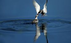 达十万字的感人爱情句子集，涵盖了家庭亲情的情感表达