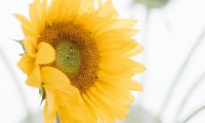 一些让人愉悦、心情大好、充满欢笑和喜悦的开心形容句子