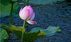 用诗歌飞扬的文字，颂扬初夏的美丽与神韵