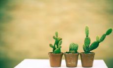 2021最受欢迎的开心句子，成为数百万用户热衷于分享的社交媒体风潮