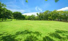 夏季常青树木的形态与颜色特征描述：从树皮的暗纹松散到繁茂树叶的沙沙声，一切尽在眼前