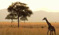 不可挽回的破碎心灵，无法复原的痛苦之词