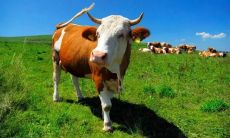 以“牛”字开头的四字词语作为祝福语，给你带来丰收、好运与繁荣，让你在未来的日子里事事顺心、美好如意！