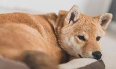 狗狗喜悦和快乐让人欣喜若狂的句子