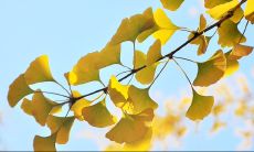 唯美描写银杏在秋季优美景观中的句子