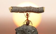 无畏坚毅的优美语句：炫耀坚毅心灵和精美文字的最佳选择