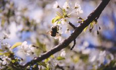 告别四月，迎来五月——欢迎新月上弦的到来