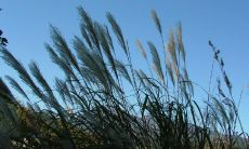 仿佛清风拂面的美妙，精选数十句优美句子，探究风的神奇魅力！