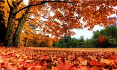 呈现秋日枫叶，娓娓动情的绝妙文句闪耀绝美光华