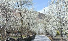 展现梨花美丽的多彩诗句形象