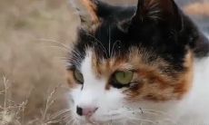 探寻古人欢腾喜乐之情的曲折语句，一览情感表达之多彩丰盈