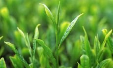 一句华丽且形象生动的描述茶叶的标题：探寻优良茶叶的个性，品味茶香优雅、茶润清甜、茶韵悠长的醇厚滋味