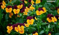 美丽又简短的句子，表达对亲情赞美之情