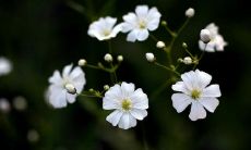 用令人心碎的表达方式，重新书写那些涉及亲情的句子