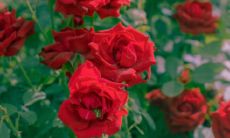 一份浪漫至极、幸福至美的经典句子合集，教您轻松表达爱情之深情、情感之纯美！