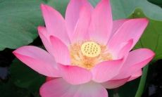 的荷花叶在清澈的水中荡漾，从中崭露出美丽绝伦的荷花花朵，它们像宝石一样闪烁，吸引着眼前的每一位行人