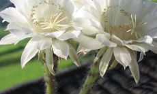 感恩亲情、庆祝生日，表达内心感激之情的美妙语句