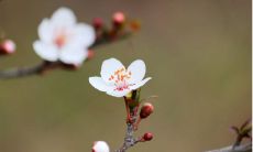 迎接春分节气的诗句：畅叙大地回春之美，描绘春意盎然的生机荣景