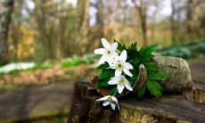 吹着欢快的口哨，回味经典的名言：一份好心情，从语言中萌芽