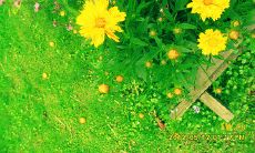 在情绪低迷时点亮希望之灯的令人内心安慰的语句