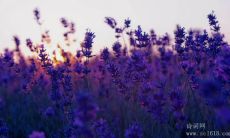 探索希望的无限可能：世界名人和普通人士的关于希望的广泛名言和体验