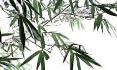 深思熟虑之后，笃信谦虚品质的人们会欣然从心底传颂这个关于遵循谦逊态度的座右铭