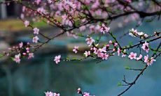 春天来临时，观察到的自然、气候、物种、衣着、饮食、行为、心理等现象