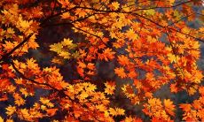 许久未见，再一次相见感到十分快乐的话语