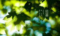 精选适合处暑节气发送的祝福语和问候句，让您的祝福更贴心更有温度！