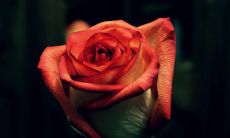 让人感动的暖心情话：这段话绝对是最让人心灵温暖的呢！