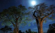 在暗夜中穿行：宛若绚烂宝石般闪烁的星空和映衬着月华的寂静街道，构成了一片令人陶醉的夜晚景色