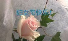 一些优美的祝福句子，可以用于庆祝三八妇女节的特殊场合，表达对女性节日的欢乐祝福和崇高敬意