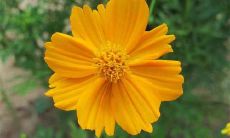 12月的传统客户向您致以问候的短信留言，以表达我们对于您长久以来的忠诚与感激之情的最新消息！