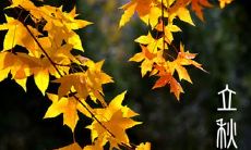 送上夏季即将过去，立秋将至的问候短信