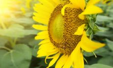 美丽唯美的关于亲情的句子，令人感动至深！