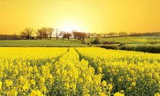 精选亲情主题的经典句子：展现亲人深情的文学名篇