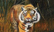 霸气押韵！揭秘虎的口号，带你畅游虎之王国