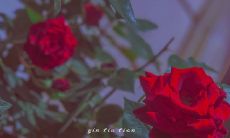 2022年五月二十日情人节：推荐适用于520的甜蜜告白句子大全