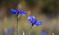 告别时的致辞：珍爱短暂的诀别，远离珍视简洁告别语