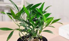 激发深刻思考、富含哲理且贴近亲情的精美语句呈现