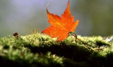 的小妙招：如何在立秋这个节气里通过短信传递问候的同时还能实现养生的小技巧？