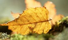 充满感情的赞美语句，用于表达对亲情之重要性的赞誉