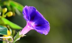 一些能让你心情愉悦的精彩描写句子