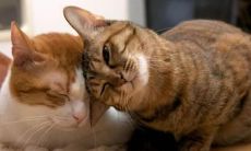 一些让女生开心的甜言蜜语和浪漫情话的经典句子汇总